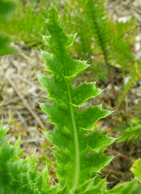 Musk Thistle