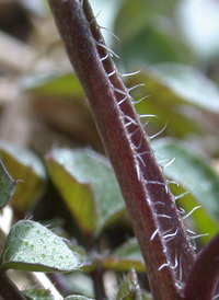 Hairy Bittercress