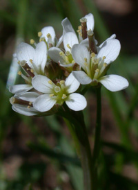 Hairy Bittercress