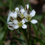 Hairy Bittercress Hairy Bittercress