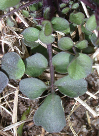 Hairy Bittercress