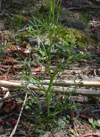 Sand Bittercress