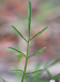 Sand Bittercress