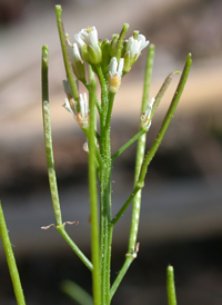 Sand Bittercress