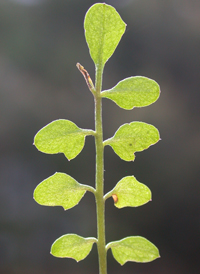 Sand Bittercress