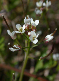 Pennsylvania Bittercress