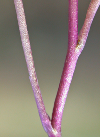 Pennsylvania Bittercress