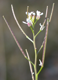 Pennsylvania Bittercress