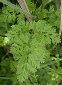 Spreading Chervil