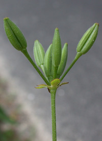 Spreading Chervil