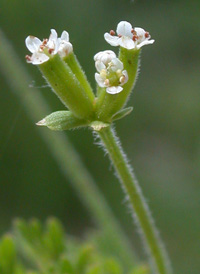 Spreading Chervil