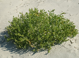 American Sea Rocket