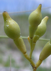 American Sea Rocket