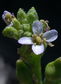 American Sea Rocket