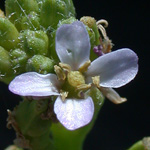 American Sea Rocket