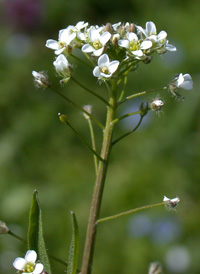 Shepherd's Purse