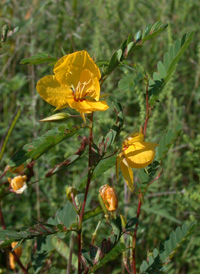 Common Partridge-pea