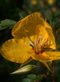 Common Partridge-pea