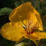 Common Partridge-pea Common Partridge-pea