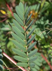 Common Partridge-pea