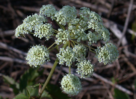 Spotted Water Hemlock