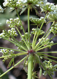 Spotted Water Hemlock