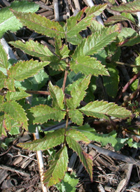 Spotted Water Hemlock