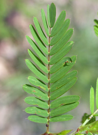 Sensitive Partridge-pea