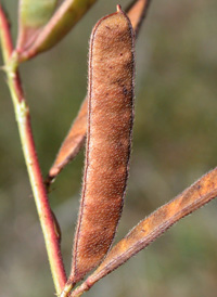 Sensitive Partridge-pea