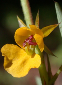 Sensitive Partridge-pea