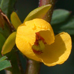 Sensitive Partridge-pea