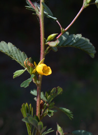 Sensitive Partridge-pea