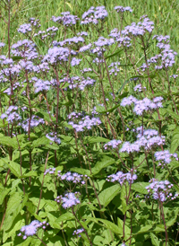 Blue Mistflower