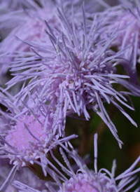 Blue Mistflower