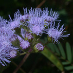 Blue Mistflower Blue Mistflower