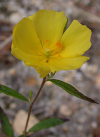 Long-branched Frostweed