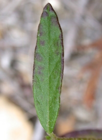 Long-branched Frostweed