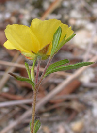 Long-branched Frostweed