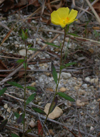 Long-branched Frostweed