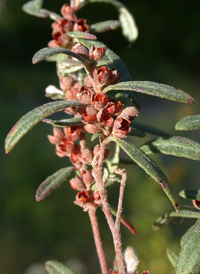 Low Frostweed