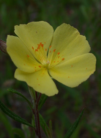 Low Frostweed