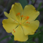 Low Frostweed Low Frostweed