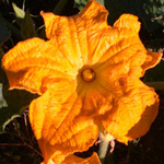 Pumpkin Pumpkin
