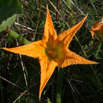 Pumpkin Pumpkin