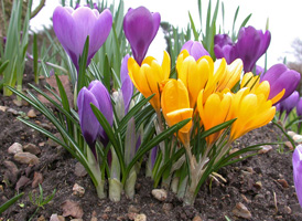 Spring Crocus