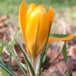 Spring Crocus Spring Crocus
