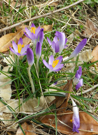 Early Crocus