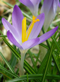 Early Crocus