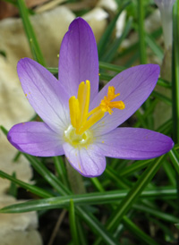 Early Crocus