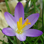 Early Crocus